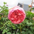 Роза "Boscobel" - фото 22812