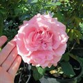 Роза "Corail Gelee" - фото 22835