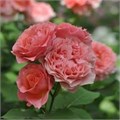 Роза "Corail Gelee" С7 155006