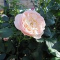 Роза "Pochette" - фото 22840