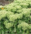 Седум видный в сортах C2-3 909012