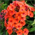 Флокс метельчатый "Orange Perfection" C2-3 912002