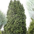 Туя западная "Spiralis" C3 166045
