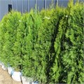 Туя западная "Smaragd" WRB140-160 166041