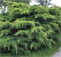 Можжевельник средний "Pfitzeriana Aurea" WRB 180-200 163123