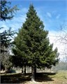 Псевдотсуга Мензиса WRB 175-200 167003