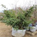 Можжевельник китайский "Blue Alps" WRB 125-150 163077