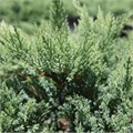 Можжевельник казацкий "Тамарисцифолия" WRB120-140 163063