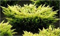 Можжевельник горизонтальный "Limeglow" C10 163035