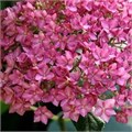 Гортензия древовидная "Bella Anna" C2-3 300008