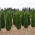 Туя западная "Columna" C2-3 166003