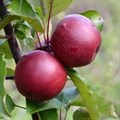 Яблоня красномясая "Baya Marisa" C7 135096