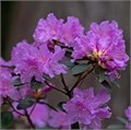 Рододендрон гибридный "Пи.Джей.Эм. Элит" C5 103017