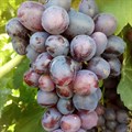 Виноград плодовый "Подарок Несветая" - фото 23151