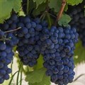 Виноград плодовый "Забава" - фото 23155
