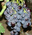 Виноград плодовый "Рошфор" - фото 23156