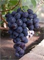 Виноград плодовый "Рошфор" 6784