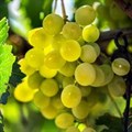Виноград плодовый "Гарольд" - фото 23168
