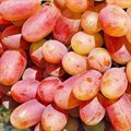 Виноград плодовый "Преображение" - фото 23173