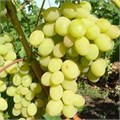 Виноград плодовый "Августин" 6796
