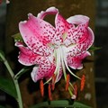 Лилия прекрасная "Speciosum Rubrum" - фото 23202
