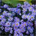 Астра кустарниковая "Lady in Blue" C2-3 901010