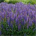Шалфей дубравный "Blauhügel" С2 911092