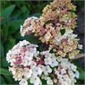 Гортензия метельчатая "Самарская Лидия" C5 310147