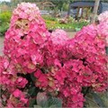 Гортензия метельчатая "Самарская Лидия" C5 310147