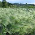 Ячмень гривастый C2-3 700037