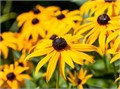 Рудбекия блестящая "Goldsturm" С2-3 907314