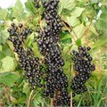 Смородина черная "Зеленая дымка" С5 134045