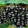 Смородина черная "Чёрный жемчуг" C2-3 134070