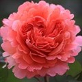 Роза "Etrusca" - фото 23558