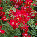Роза "Red Meidiland" (Meineble) C5 913284