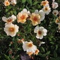Роза "Seasons peach nature" - фото 23573
