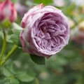 Роза "Lapis Lazul" - фото 23576