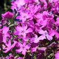 Флокс шиловидный "Spring Purple" - фото 23667