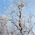 Ива гибридная "Свердловская Извилистая 2" C10 520002-2