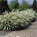 Спирея серая "Grefsheim" С2 680074