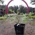 Ива цельнолистная "Хакуро-Нишики" WRB100-120 640020