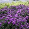 Астра новоанглийская "Purple Dome" C2-3 901011 - фото 23843 Астра новоанглийская "Purple Dome" C2-3 901011 - фото 23843