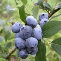 Голубика садовая "Bluecrop" - фото 24159