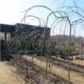 Рябина обыкновенная "Пендула" WRB140-160 670020-1