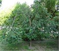 Рябина обыкновенная "Пендула" WRB140-160 670020-1