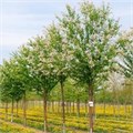Черемуха Маака "Амбер Бьюти" (Amber Beauty) Mst 200-250 580005