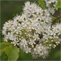 Черемуха Маака "Амбер Бьюти" (Amber Beauty) Mst 200-250 580005