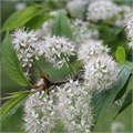 Черемуха Маака "Амбер Бьюти" (Amber Beauty) Mst 200-250 580005