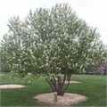 Черемуха Маака "Амбер Бьюти" (Amber Beauty) Mst 200-250 580005