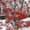 Яблоня декоративная "Red Jewel" - фото 24300